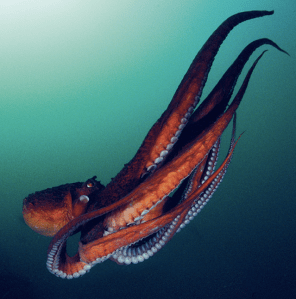 Screen Shot 2013-10-10 at 8.45.10 AM