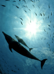 voices in the ocean review