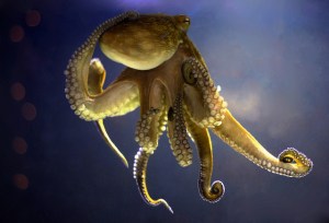 international octopus day best octopus studies